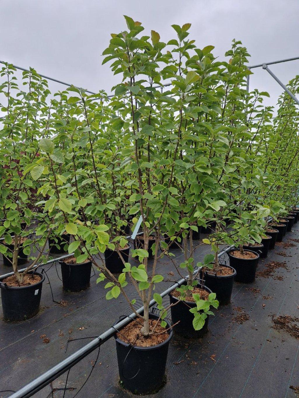 Magnolia 'Solar Flair' - C35 175-200 CM